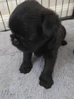 Male 1, a male Brussels Griffon for sale in Murrieta, CA – 3 of 3