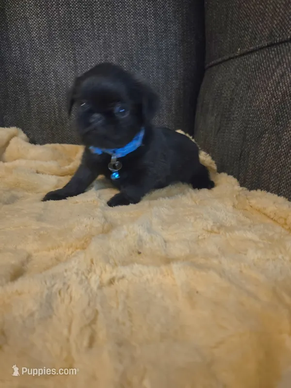 Blue collar, a male Brussels Griffon for sale in Murrieta, CA – 1 of 4
