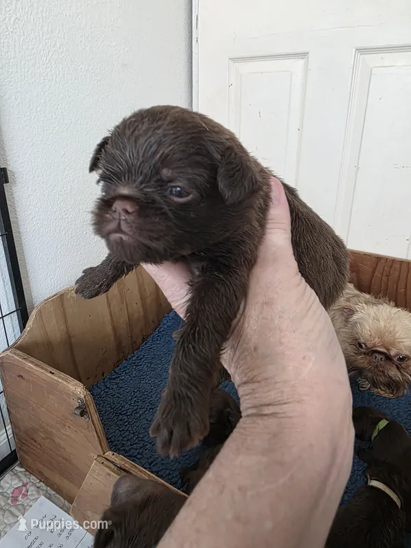 Smooth coat male 2 – Brussels Griffon puppy for sale in Murrieta, CA