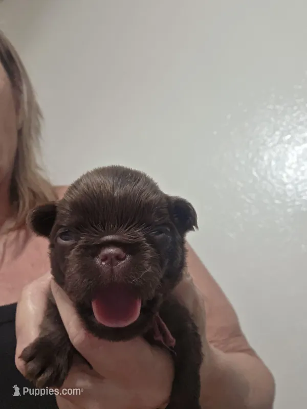 Choco light very pink ruff coat – Brussels Griffon puppy for sale in Murrieta, CA