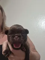 Choco light very pink ruff coat, a female Brussels Griffon for sale in Murrieta, CA – Photo 1 of 3
