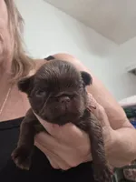 Choco light very pink ruff coat, a female Brussels Griffon for sale in Murrieta, CA – Photo 2 of 3