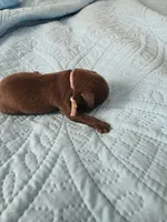 Choco light very pink, a female Brussels Griffon for sale in Murrieta, CA – Photo 3 of 3