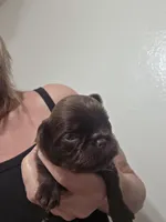 Choco light very pink ruff coat, a female Brussels Griffon for sale in Murrieta, CA – Photo 3 of 3