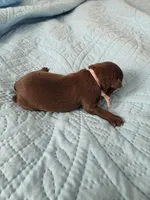 Choco light very pink, a female Brussels Griffon for sale in Murrieta, CA – Photo 2 of 3