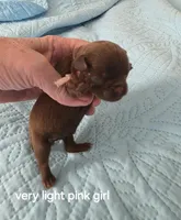 Choco light very pink, a female Brussels Griffon for sale in Murrieta, CA – Photo 1 of 3