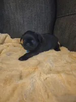Blue collar, a male Brussels Griffon for sale in Murrieta, CA – 4 of 4
