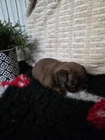 Female, a female Brussels Griffon for sale in Murrieta, CA – 4 of 9