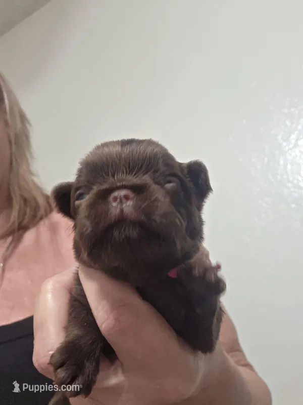 Medium pink chocolate  – Brussels Griffon puppy for sale in Murrieta, CA