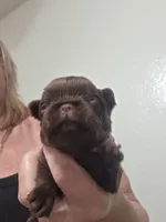 Ruff coat girl, a female Brussels Griffon for sale in Murrieta, CA – Photo 1 of 3