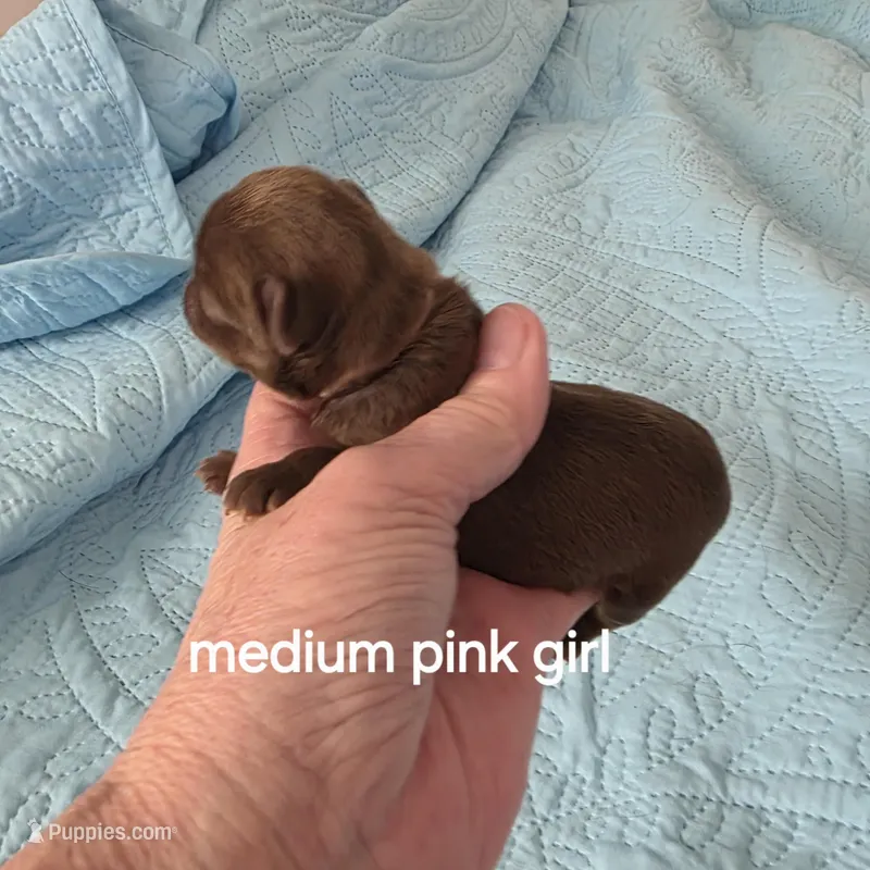 Medium pink chocolate  – Brussels Griffon puppy for sale in Murrieta, CA