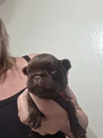 Ruff coat girl, a female Brussels Griffon for sale in Murrieta, CA – Photo 3 of 3