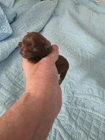 Medium pink chocolate , a female Brussels Griffon for sale in Murrieta, CA – Photo 2 of 3