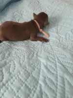 Medium pink chocolate , a female Brussels Griffon for sale in Murrieta, CA – Photo 3 of 3