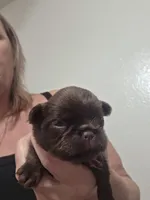 Ruff coat girl, a female Brussels Griffon for sale in Murrieta, CA – Photo 2 of 3
