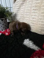 Female, a female Brussels Griffon for sale in Murrieta, CA – 3 of 9