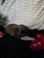 Female, a female Brussels Griffon for sale in Murrieta, CA – 7 of 9