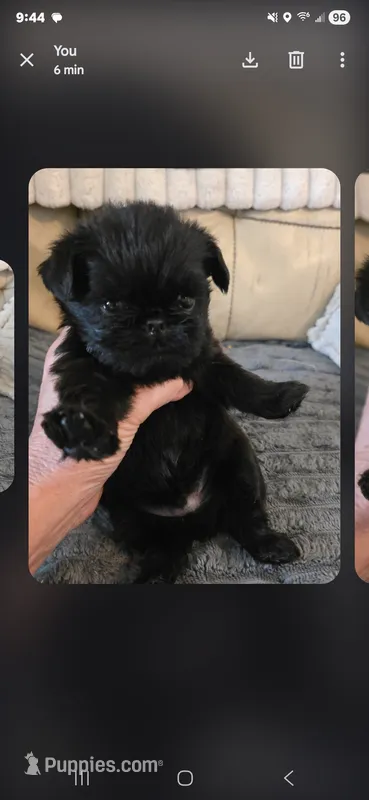 Green with tail – Brussels Griffon puppy for sale in Murrieta, CA