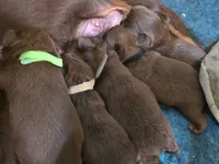 Female smooth, a female Brussels Griffon for sale in Murrieta, CA – 2 of 3