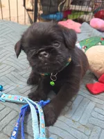 Green with tail, a male Brussels Griffon for sale in Murrieta, CA – 4 of 4