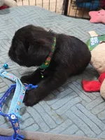 Green with tail, a male Brussels Griffon for sale in Murrieta, CA – 3 of 4