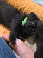 Green with tail, a male Brussels Griffon for sale in Murrieta, CA – 2 of 4