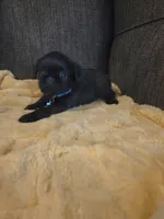 Blue collar, a male Brussels Griffon for sale in Murrieta, CA – 2 of 4