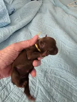 Choco 1 yellow girl, a female Brussels Griffon for sale in Murrieta, CA – Photo 2 of 6