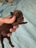 Choco 1 yellow girl, a female Brussels Griffon for sale in Murrieta, CA – Photo 1 of 6