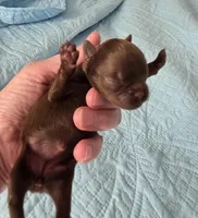 Choco 1 yellow girl, a female Brussels Griffon for sale in Murrieta, CA – Photo 3 of 6