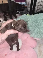 Ruff coat girl yellow, a female Brussels Griffon for sale in Murrieta, CA – Photo 3 of 4