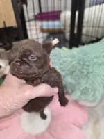 Ruff coat girl yellow, a female Brussels Griffon for sale in Murrieta, CA – Photo 4 of 4