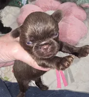 Ruff coat girl yellow, a female Brussels Griffon for sale in Murrieta, CA – Photo 2 of 4