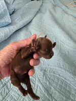 Choco 1 yellow girl, a female Brussels Griffon for sale in Murrieta, CA – Photo 4 of 6