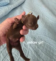 Choco 1 yellow girl, a female Brussels Griffon for sale in Murrieta, CA – Photo 5 of 6