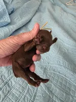 Choco 1 yellow girl, a female Brussels Griffon for sale in Murrieta, CA – Photo 6 of 6