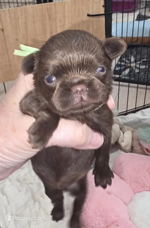 Choco 1 yellow girl – Brussels Griffon puppy for sale in Murrieta, CA