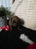 Female, a female Brussels Griffon for sale in Murrieta, CA – 9 of 9