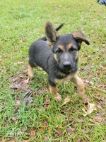 Chocolate, a female German Shepherd Dog for sale in Florence, SC – 5 of 5