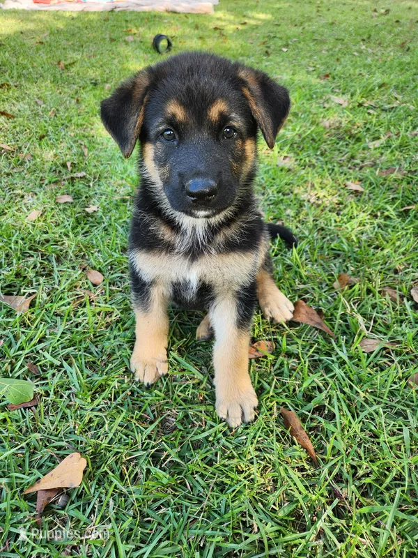 Bear – German Shepherd Dog puppy for sale in Florence, SC