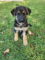 Bear, a male German Shepherd Dog for sale in Florence, SC – 1 of 1