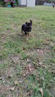 Chocolate, a female German Shepherd Dog for sale in Florence, SC – 2 of 5