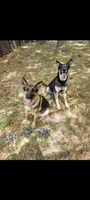 Chocolate, a female German Shepherd Dog for sale in Florence, SC – 3 of 5