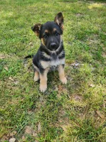 Chocolate, a female German Shepherd Dog for sale in Florence, SC – 4 of 5