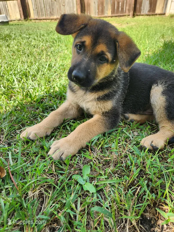 Chocolate  – German Shepherd Dog puppy for sale in Florence, SC
