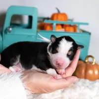 Lilienne, a female Border Collie for sale in Springfield, MO – Photo 4 of 4