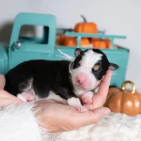 Lilienne, a female Border Collie for sale in Springfield, MO – Photo 2 of 4