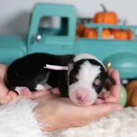 Lilienne, a female Border Collie for sale in Springfield, MO – Photo 3 of 4