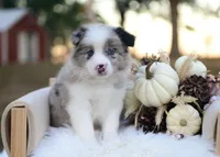 Miles, a male Border Collie for sale in Springfield, MO – 2 of 6