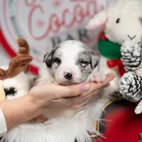 Cosmos, a male Border Collie for sale in Springfield, MO – Photo 6 of 8